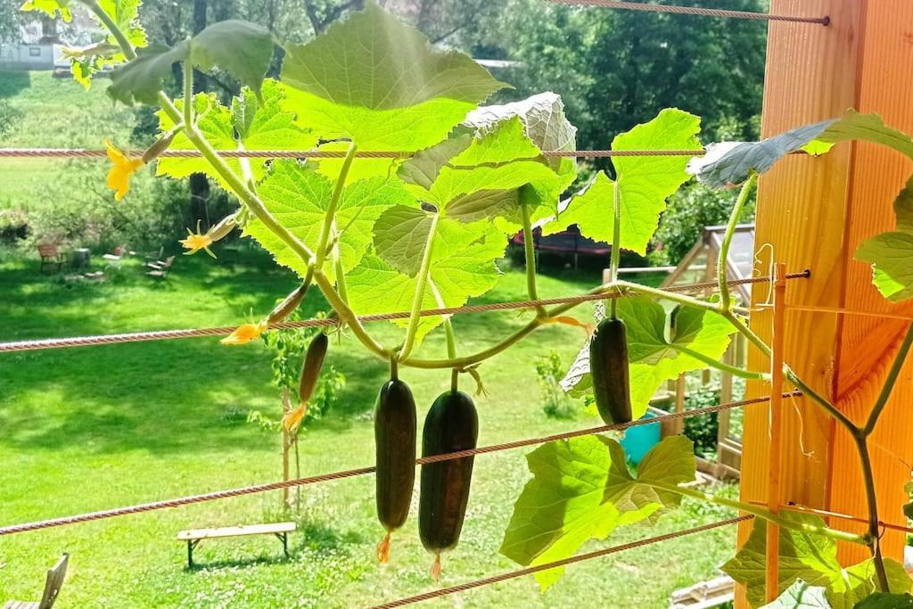 Ferienglueck Im Schwarzwald Lägenhet Zimmern ob Rottweil Exteriör bild