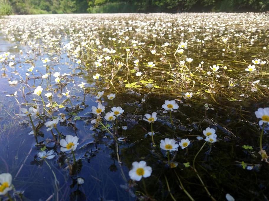 Ferienglueck Im Schwarzwald Lägenhet Zimmern ob Rottweil Exteriör bild